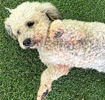 Photo of Marley