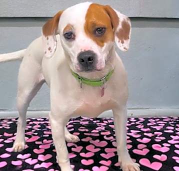 Photo of Sampson