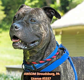 Photo of Cosmo