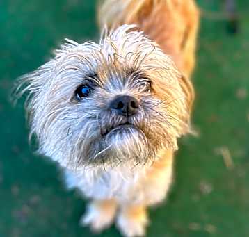 Photo of Toby the Terrible