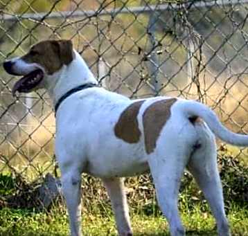 Photo of Junebug