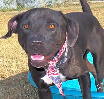 Photo of Buddy