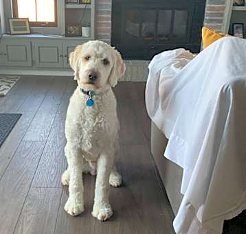 Photo of Apollo