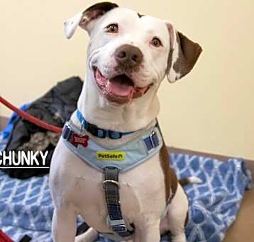 Photo of Chunky Talbot