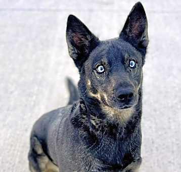 Photo of Frankie