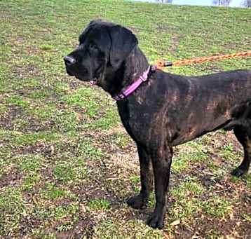 Photo of Boomerang (TX)