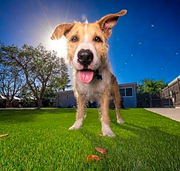 Photo of Penny