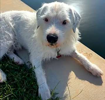 Photo of Spot
