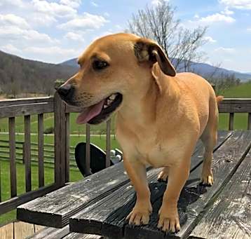Photo of Boomer-courtesy post Rehome