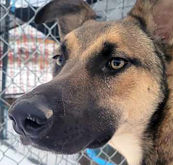 Photo of Beau (Courtesy Post)