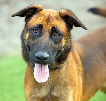 Photo of RUGER