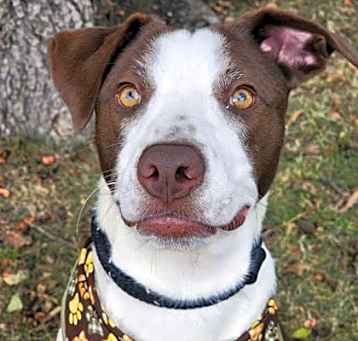 Photo of Boomer