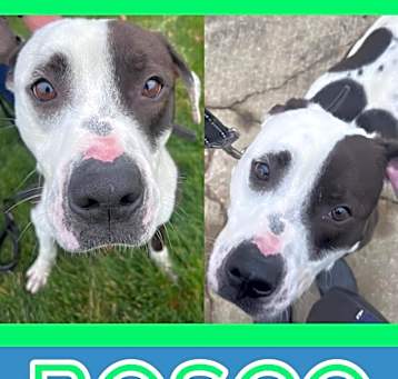 Photo of BOSCO