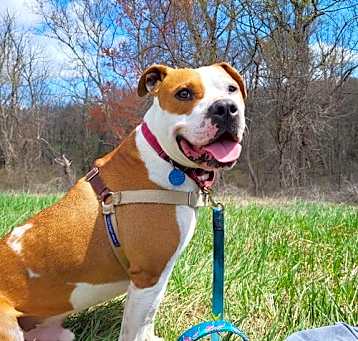 Photo of Chester