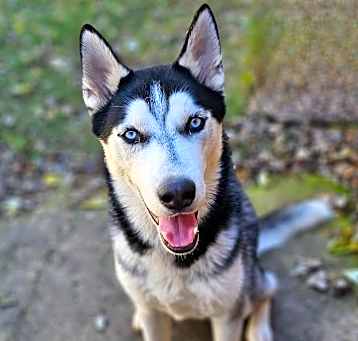 Photo of Koda H~adopted!