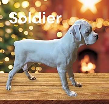 Photo of Soldier