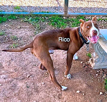 Photo of Rico