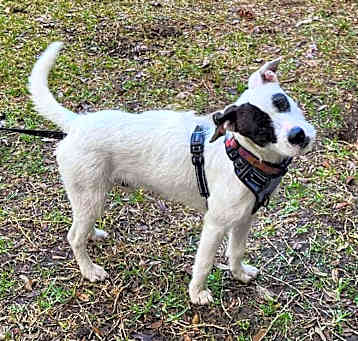 Photo of Rocket in Alvin/Houston