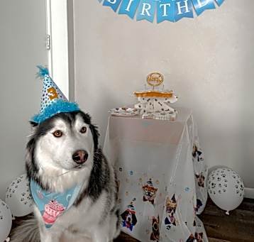 Photo of Koda