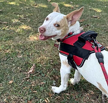 Photo of Banjo