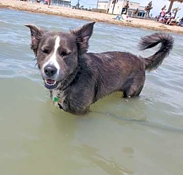Photo of Merlin