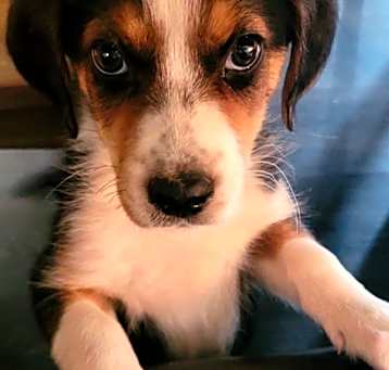 Photo of BROWNIE