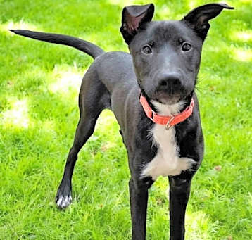 Photo of PUPPY BEAR BEAR