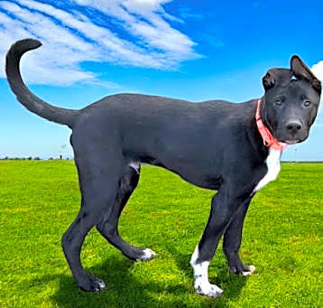 Photo of PUPPY BEAR BEAR