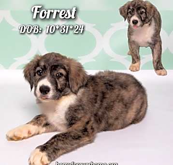 Photo of Forrest