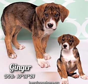 Photo of Ginger