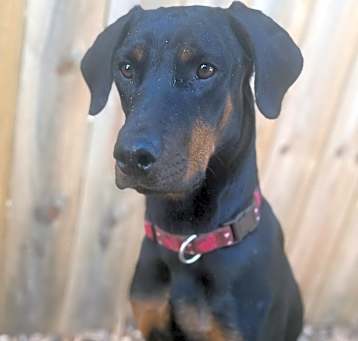Photo of Ivy