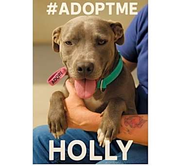 Photo of Holly - Adoption Fee Sponsored!