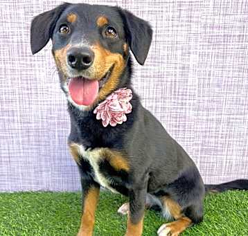 Photo of Merry