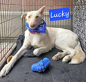 Photo of Lucky