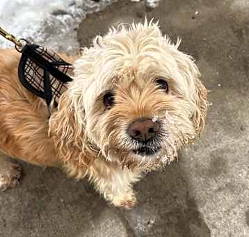 Photo of Cooper