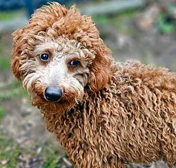 Photo of Henry Doodle