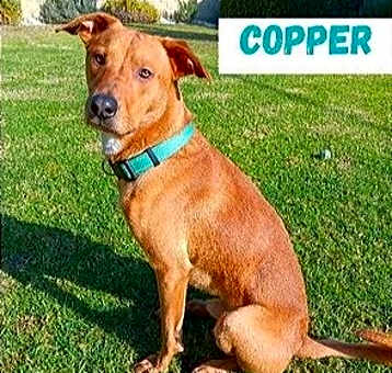 Photo of Copper
