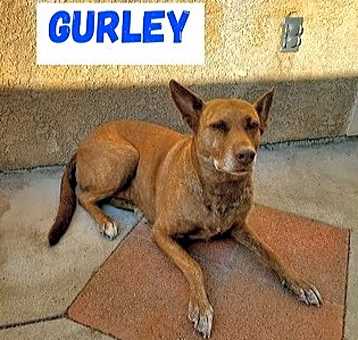 Photo of Gurley