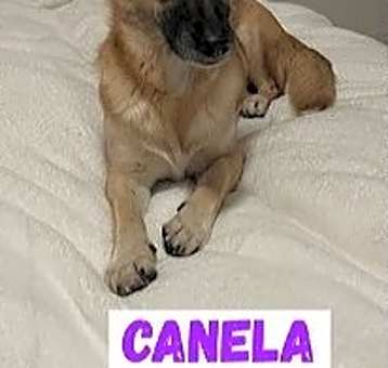 Photo of Canela