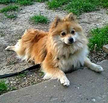 Photo of Ruby