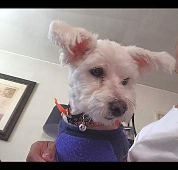 Photo of Dasher