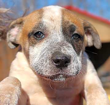 Photo of Cappy