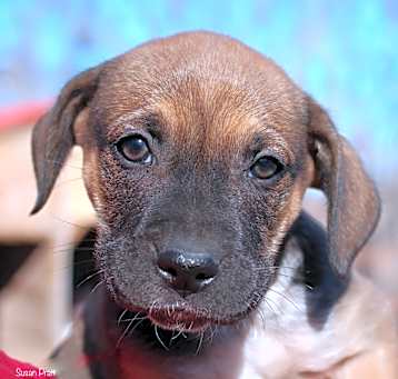Photo of Copper