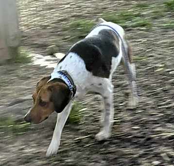 Photo of Wishbone
