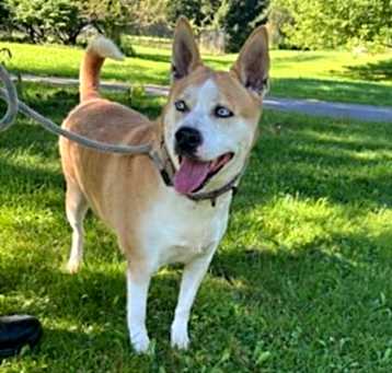 Photo of Honey
