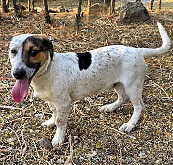 Photo of Snickers