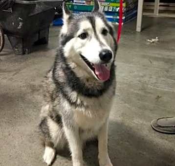Photo of Thor - Winter
