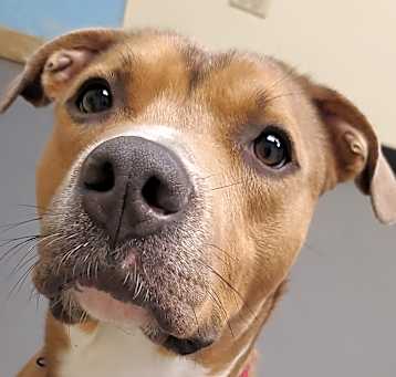 Photo of Hank