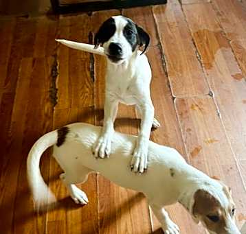 Photo of Andy and Barney-Barney ADOPTED