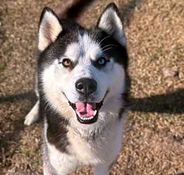 Photo of Lobo